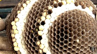 Yellow Jackets Nest In Attic Wasp Nest Removal