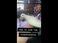 How to Care for Ringneck Doves
