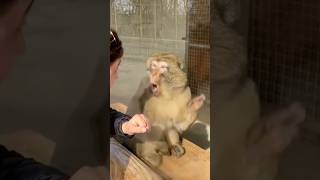 The Monkey Was Surprised By The Trick