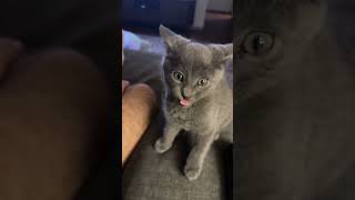 Get A Kitten. They Said..