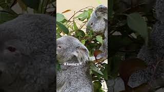 Why Koalas Are The Dumbest Animals? Dumb Koala Facts