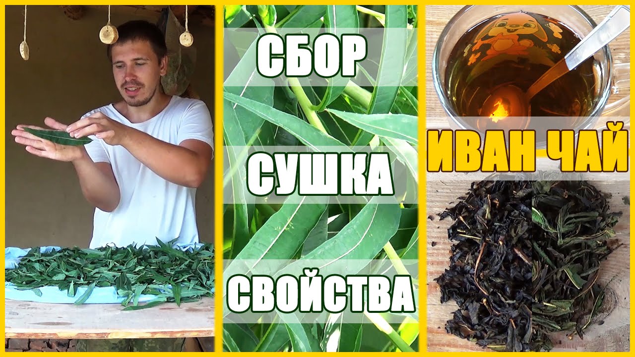Как в домашних условиях высушить иван чай Как в домашних условиях высушить иван чай