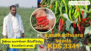 Kds-3341 Chilli Variety Kanakadhaara Seeds Deheti - Buy Seeds Online