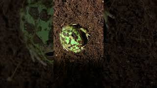 Frog Bite