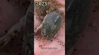 2023 Mole Crab And 5000 Bce Mole Crab Ancient Creatures