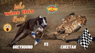 Greyhound Vs Cheetah- Who Wins This Race?