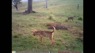Wild Dogs Feeding On Feral Pig Carces