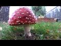 Mushroom time lapse Amanita Muscaria