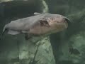 Title:Bass Pro Shop Aquarium   108 pound catfish Description:Just a short clip of their aquarium...Bass Pro Shop fishing Independence Missouri fish bass pike muskie