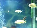 75 gallon Mbuna cichlid aquarium