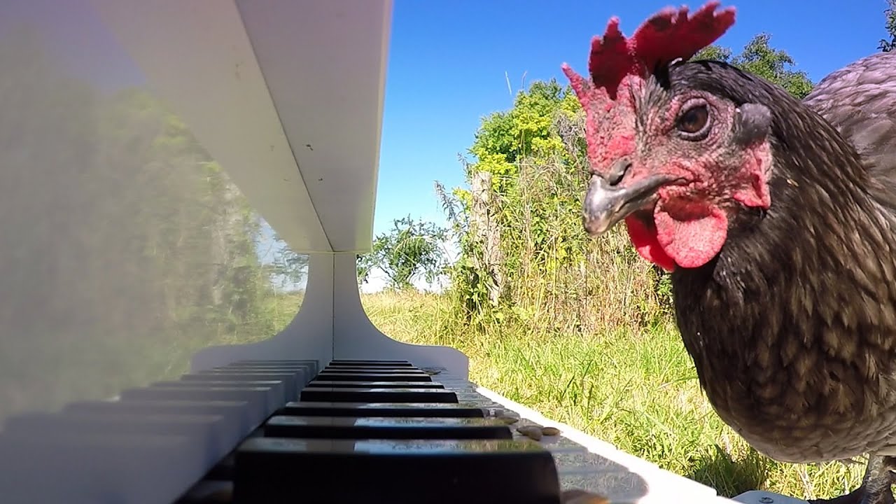 Chicken Playing Piano