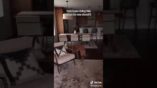 My Dog Is Obsessed With Jeffrey Bezos - The Worst Humper Ever