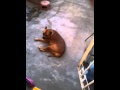 Perro se alegra por ver a su dueño