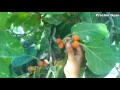 Mardo Ke Liye Bargad Ke Amazing Benefits Mardo Ke Liye Bargad Ke Amazing Benefits