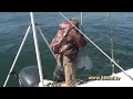 Video Морская рыбалка с Константином Каллиным.
