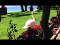 Cigno SecondotestomalePensante,Protagonista del Secondo Vid