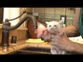 Calmest Kitten Ever Takes A Bath