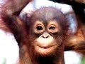 Monyet Exis images Monyet Exis