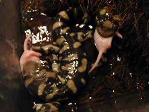 Header of Ambystoma tigrinum mavortium