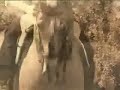 حصان