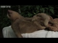 Sloth falls off table - Nature's Miracle Orphans: Episode 1 - BBC One