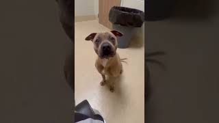 Meet Cleo A Terrier Pit Bull Currently Available For Adoption 9122022 101738 Am