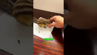 Alvin Meyve Yiyebilecek Mi