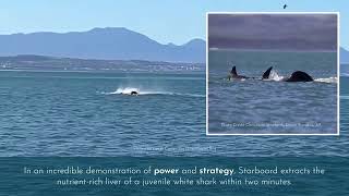 Killer Whale Vs White Shark New Study Reveals Astonishing Predation Tactics