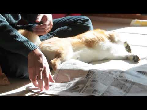 Cute is Not Enough | Funny Cats and Dogs Compilation | Pet Center p17