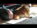 Cute is Not Enough | Funny Cats and Dogs Compilation | Pet Center p17