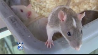 State Epidemiologist Describes Rat Lungworm As Slow Moving Bullet Through Brain State Epidemiologist Describes Rat Lungworm As Slow Moving Bullet Through Brain