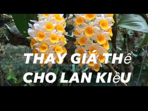 Thay giá thể cho lan Thuỷ Tiên(Kiều) để cây phát triển tốt
