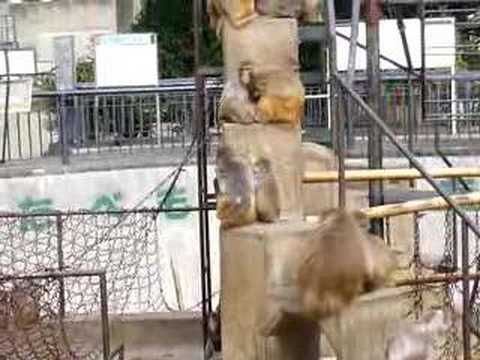 20070311 Zoo02 monkeys02 京都市動物園サル山