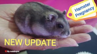 Hamster Pregnancy, Super Active. Winter White Dwarf Humster