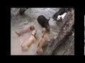 Av Köpeklerinin İnanılmaz Domuz Avı Nefesleri Kesti !
