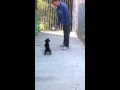 How to start your puppy training Part 1