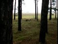 seelow
