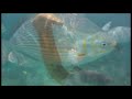 Mermaid Sighting Cabo San Lucas images Mermaid Sighting Cabo San Lucas