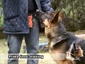 addestramento cani come addestrare il tuo cane addestramento scuola prima parte.flv
