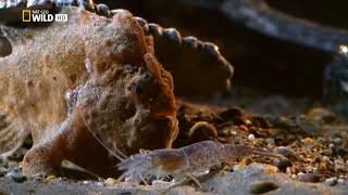 Los Animales Más Raros Del Mar - Nat Geo Wild