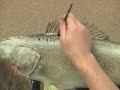 Painting a Walleye