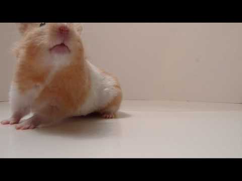 Hammy the Hamster Goes Organic