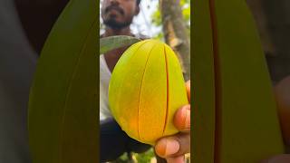 Fresh Ripest Mango