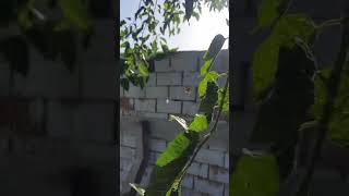 Meryem Yengem Benim Için Çekmiş