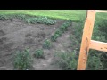 Tomato, Pepper, Cucumber and Sweet Potato Garden