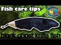 black ghost knife fish care tips