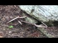 Mink foraging at the waters edge *HD*