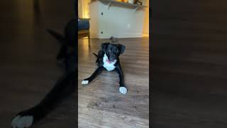 Meet Bea A Terrier, American Pit Bull Currently Available For Adoption 1032025 91427 Am