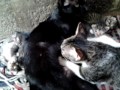 funny breastfeeding cat