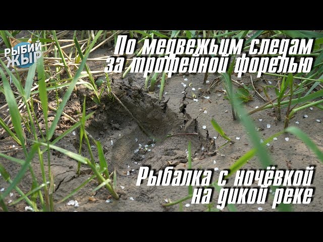 По медвежьим следам за трофейной форелью. Рыбалка с ночевкой на дикой реке Рыбий жЫр 5 выпуск 10